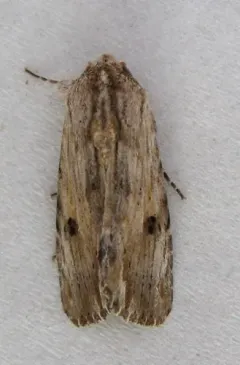 Southern Armyworm Moth thumbnail 1