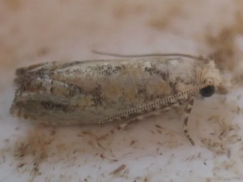Pelochrista pallidipalpana