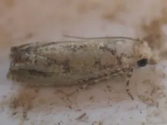 Pelochrista pallidipalpana thumbnail 1