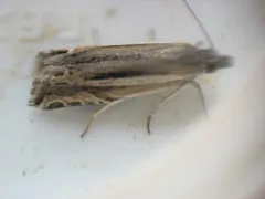 Eucosma dorsiatomana thumbnail 1