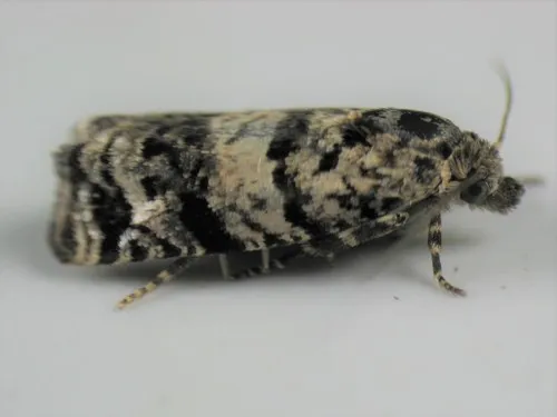Epiblema iowana