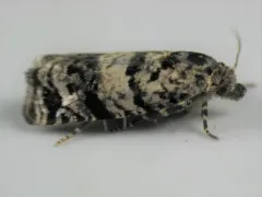 Epiblema iowana thumbnail 1