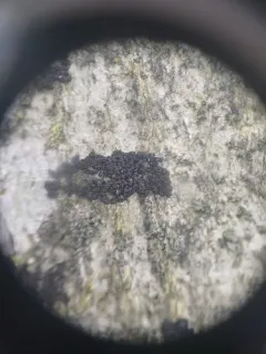 Ascodichaena rugosa thumbnail 3