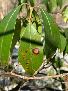 Mountain Laurel Leaf Blight thumbnail 4