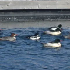 Barrow's Goldeneye thumbnail 2