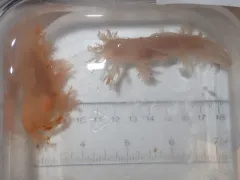 Dendronotus elegans thumbnail 1