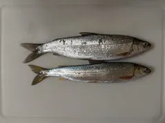 Round Whitefish thumbnail 2