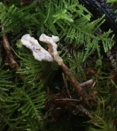 Clavulina castaneipes thumbnail 3