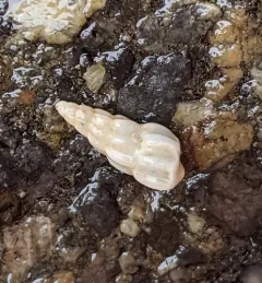 Boreal Wentletrap thumbnail 1