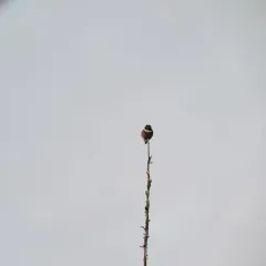 Northern Hawk Owl thumbnail 4