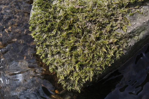 Dichelyma falcatum