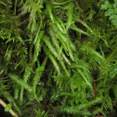 Waved Silk-moss thumbnail 4