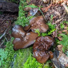 Pseudoplectania melaena thumbnail 2