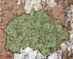 Comet-spored lichen thumbnail 3