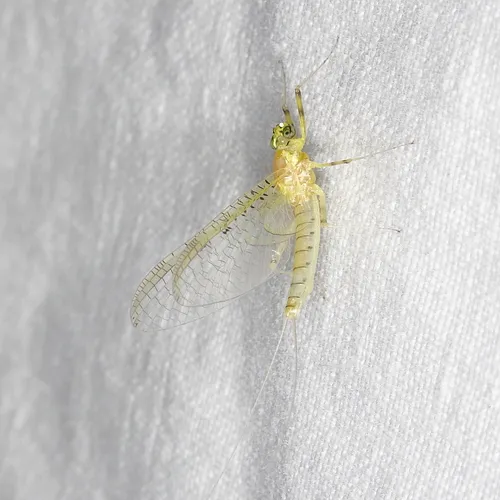 Stenacron candidum