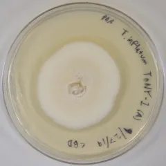 Tolypocladium inflatum thumbnail 4