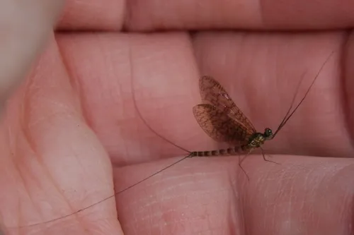Kootenay Flat-headed Mayfly