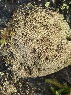 Blunt Frostwort thumbnail 2