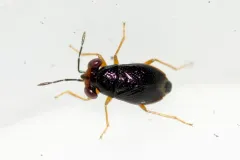 Isthmocoris piceus thumbnail 3