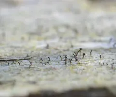 Chaenothecopsis pusiola thumbnail 2