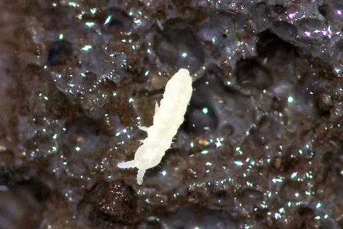 Anurida granaria