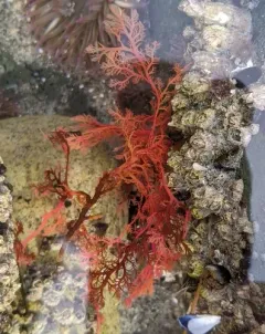 Sea Comb thumbnail 1