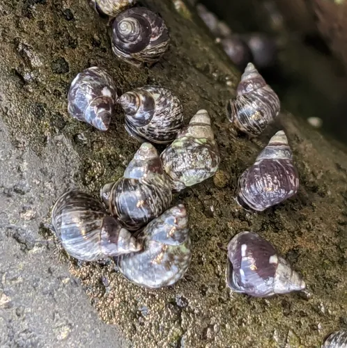 Checkered Periwinkle