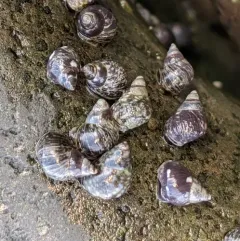 Checkered Periwinkle thumbnail 1