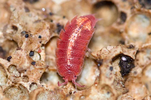 Rosy Woodlouse