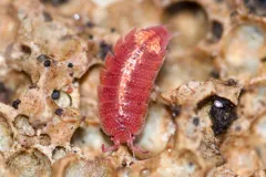 Rosy Woodlouse thumbnail 1
