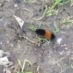 Isabella Tiger Moth thumbnail 4