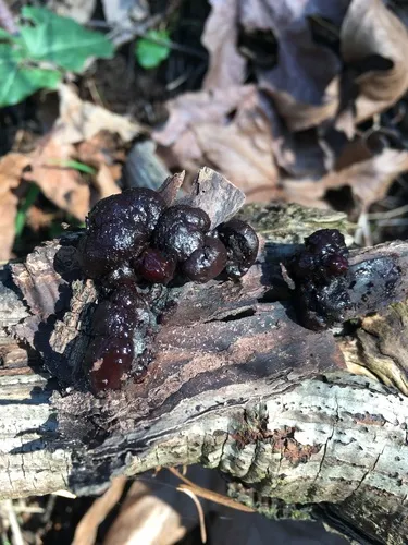 mulberry brain