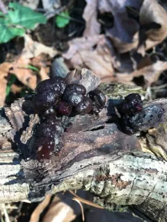 mulberry brain thumbnail 1