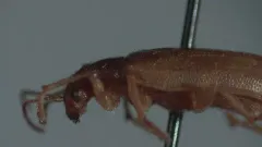 Rusty Leaf Beetle thumbnail 2