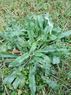 bristly oxtongue thumbnail 4