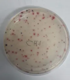 E. coli thumbnail 3