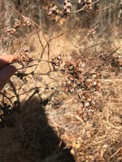 staggerbush thumbnail 1