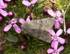 Lasionycta brunnea thumbnail 2