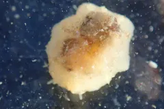 Lamellaria diegoensis thumbnail 4