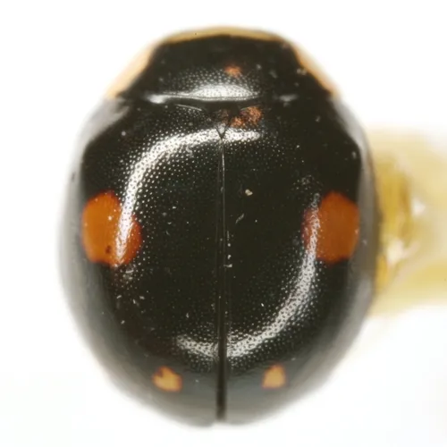 Esteemed Sigil Lady Beetle