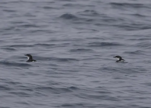 Scripps's Murrelet