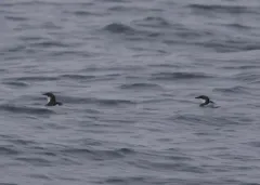 Scripps's Murrelet thumbnail 1