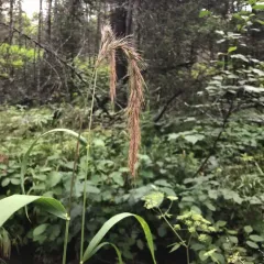Wiegand's wild rye thumbnail 2