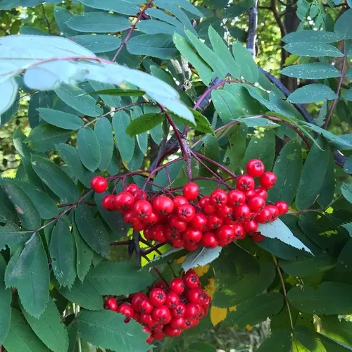 showy mountain-ash