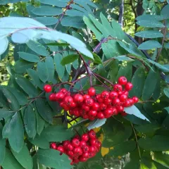 showy mountain-ash thumbnail 1
