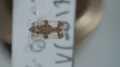 Birch Lace Bug thumbnail 3