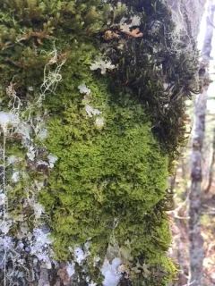 Hairy Veilwort thumbnail 2