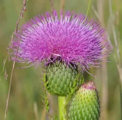 pasture thistle thumbnail 1