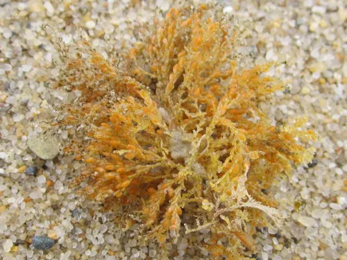Sertularella polyzonias