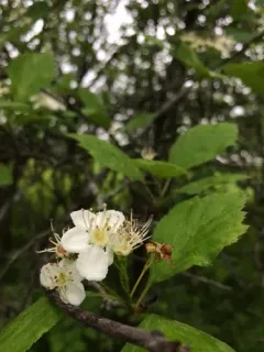Brainerd's Hawthorn thumbnail 2